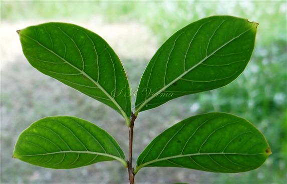  Branch bearing leaves